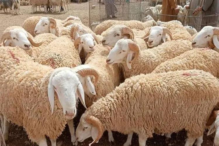 وزارة الفلاحة :الإطلاق الرسمي لمنصة رقمية لحجز وبيع الأضاحي المستوردة